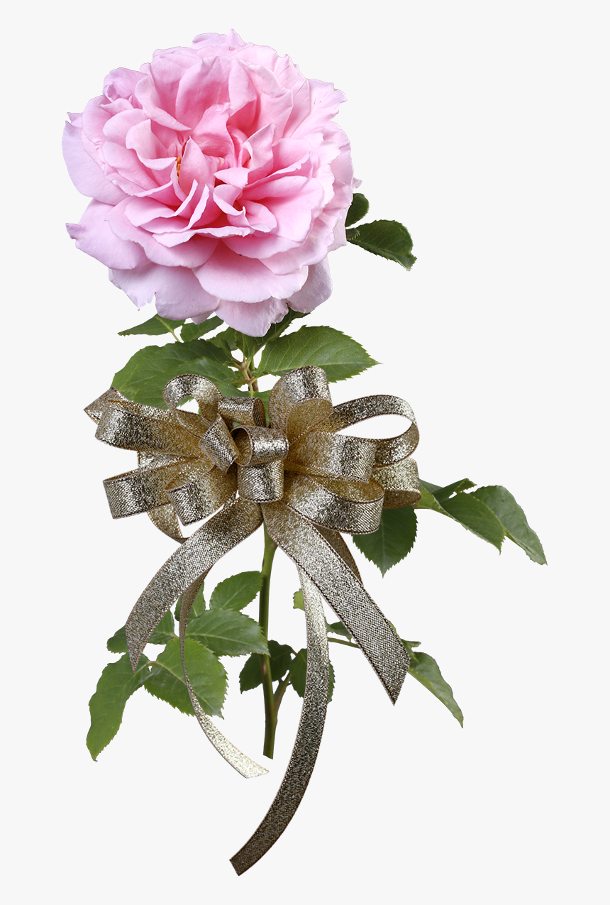 Garden Roses, HD Png Download