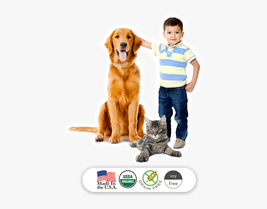 Golden Retriever Get Well, HD Png Download