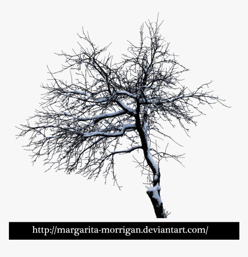 Winter Tree 2 By Margarita-morrigan On Deviantart - Oak, HD Png Download
