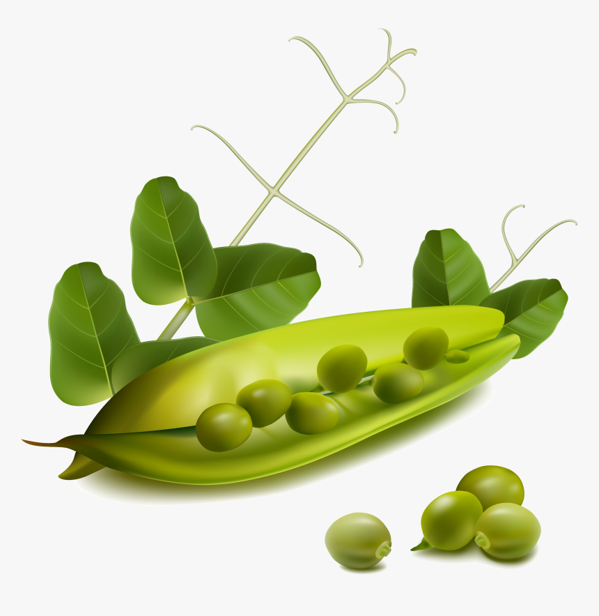 Free Vector Vegetables, HD Png Download