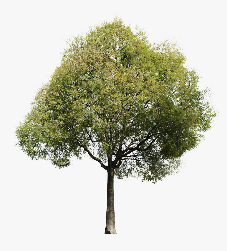 Tree Png Transparent, Png Download