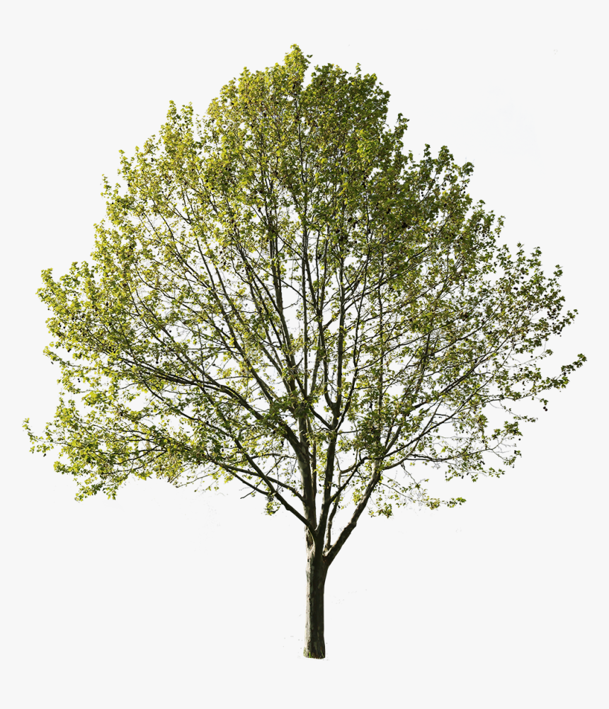 Amelanchier Png, Transparent Png