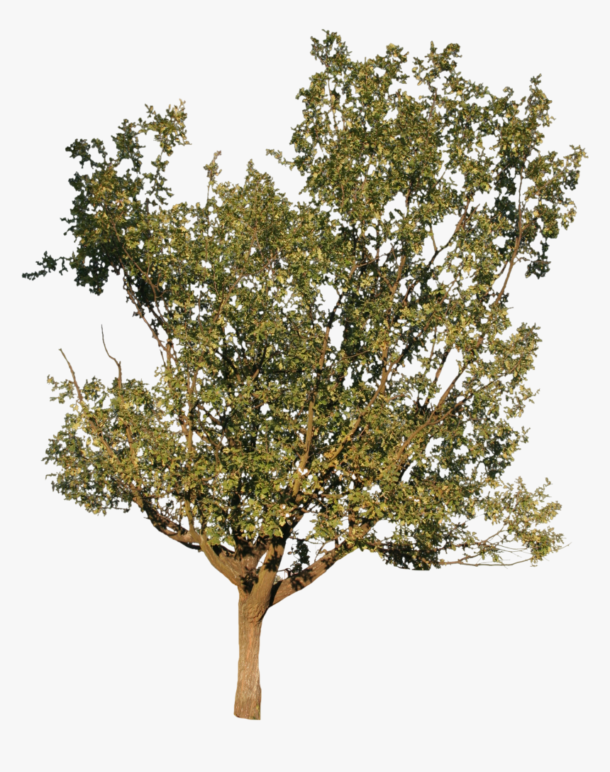 Platane Png, Transparent Png