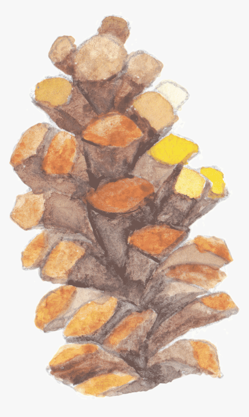 Wood, HD Png Download