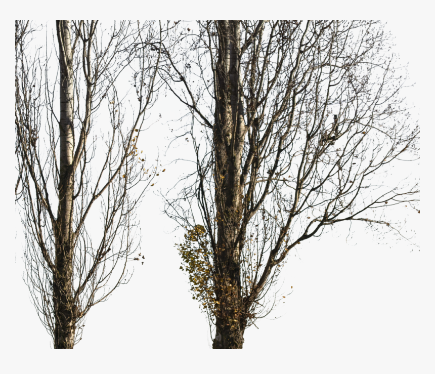 Populus Nigra Trees Transparent Png, Png Download