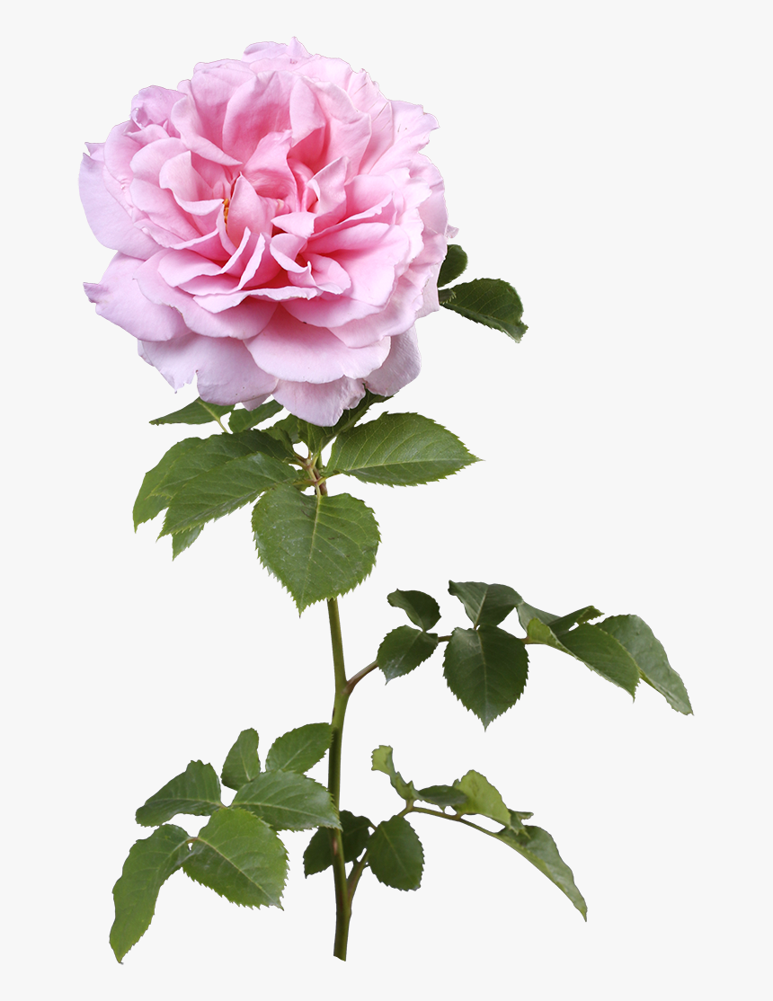 Rosa × Centifolia, HD Png Download