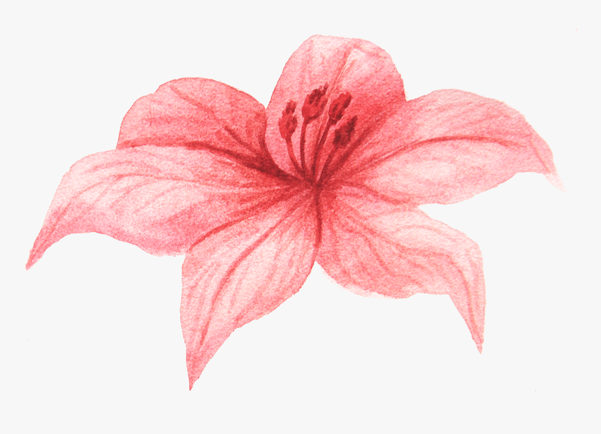 中国风荷花水彩画 - Lily, HD Png Download