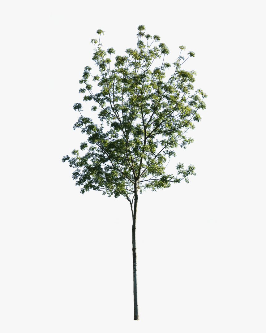Fraxinus Excelsior Cutout, HD Png Download