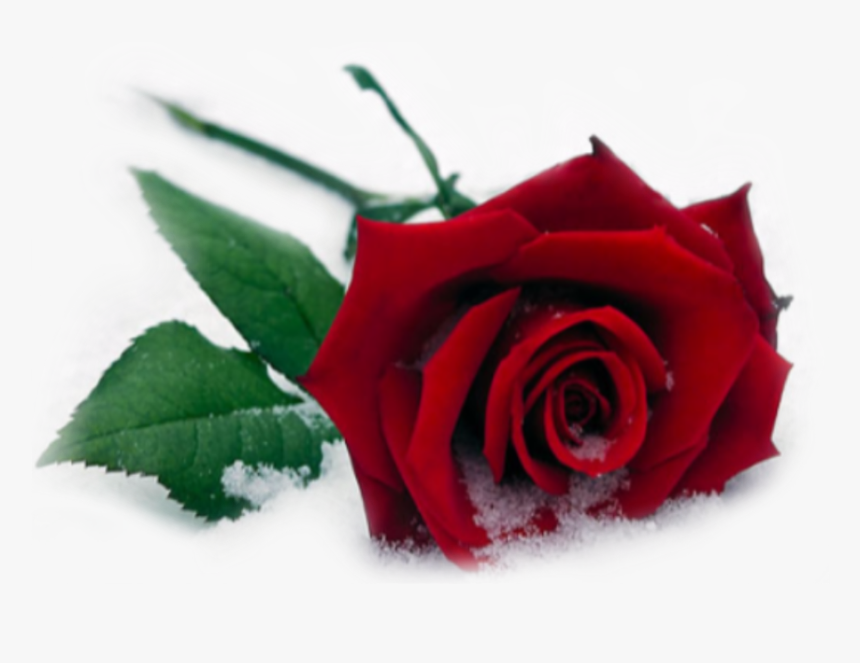 #rose #snow #flowers #red #winter - Al-masjid Al-nabawi, HD Png Download