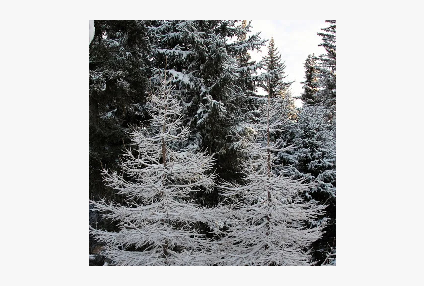 Shortleaf Black Spruce, HD Png Download