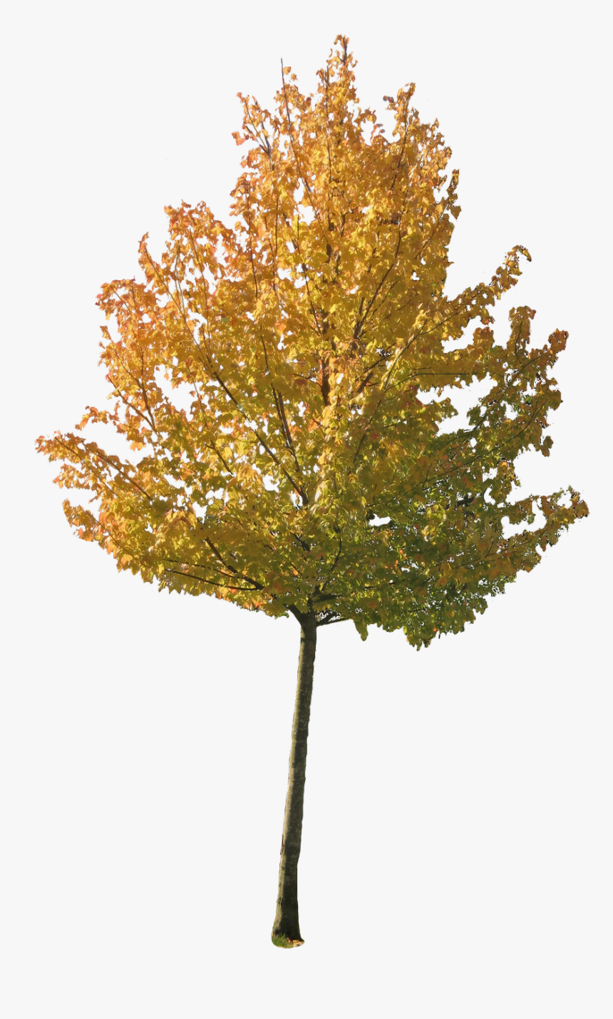 Maple, HD Png Download