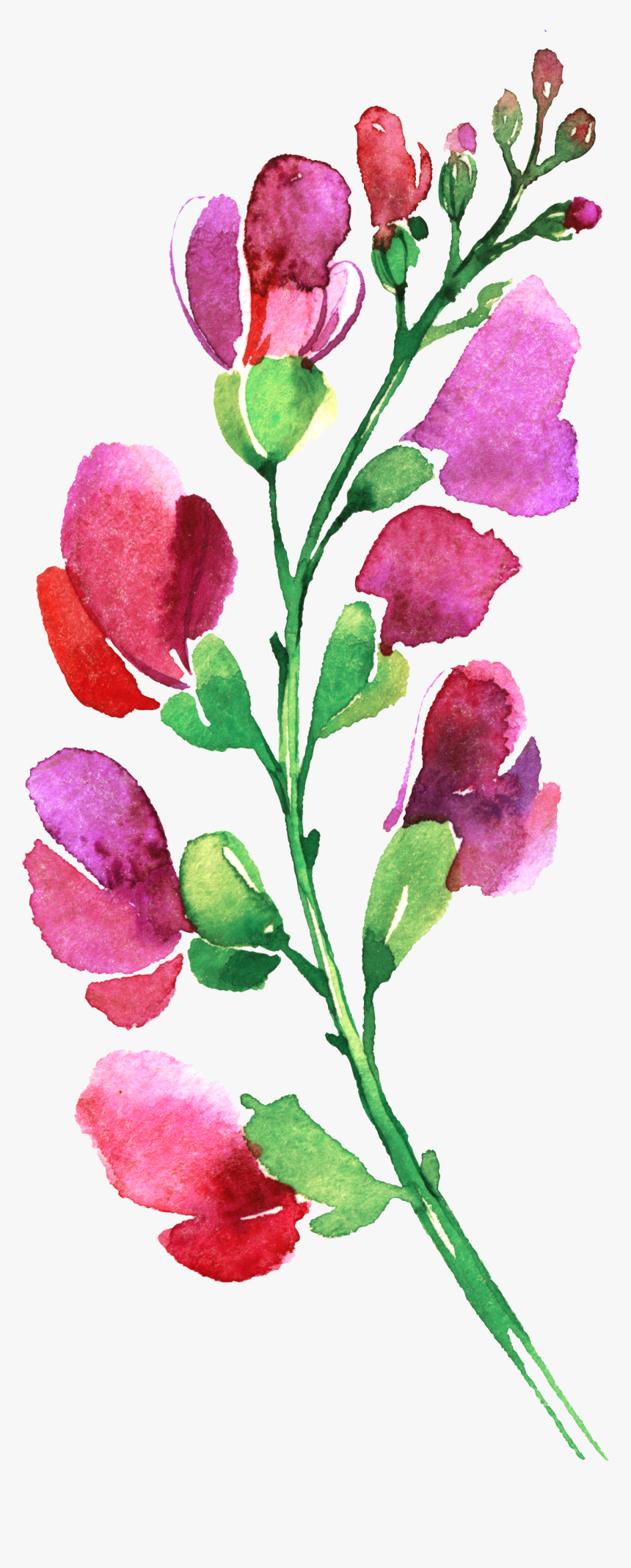 Canterbury Bells, HD Png Download
