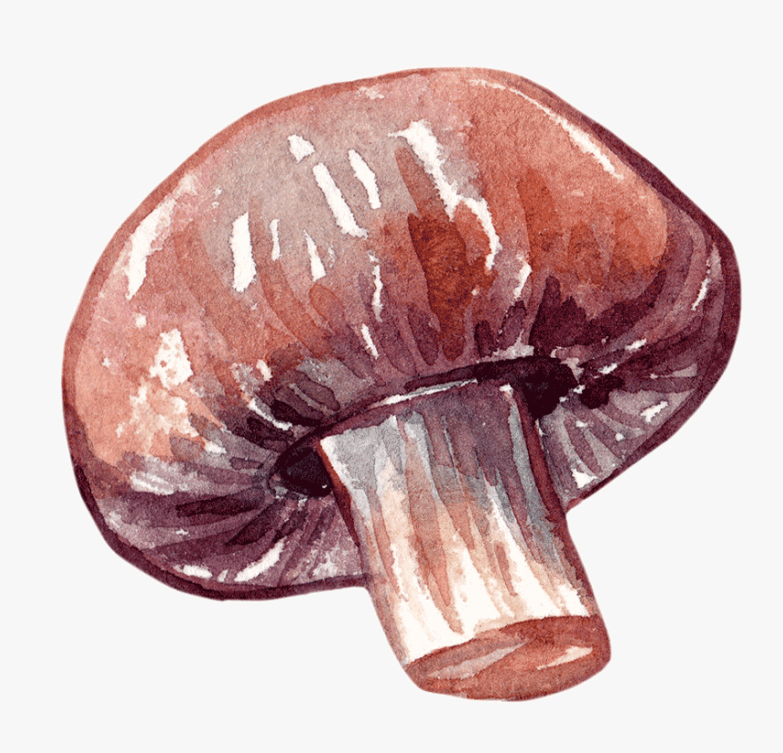 Edible Mushroom, HD Png Download