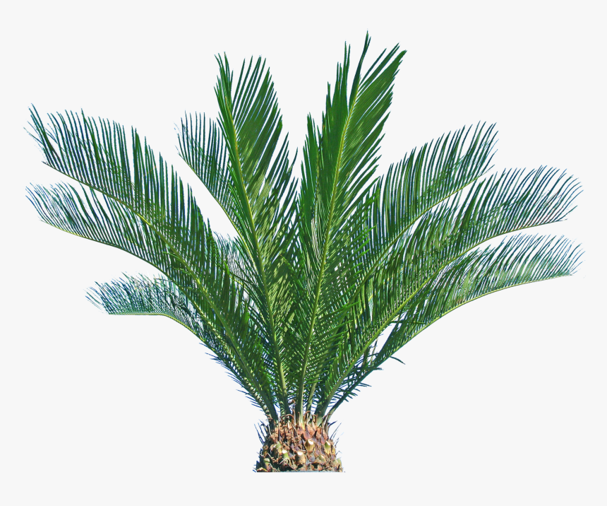 Transparent Background Sago Palm, HD Png Download
