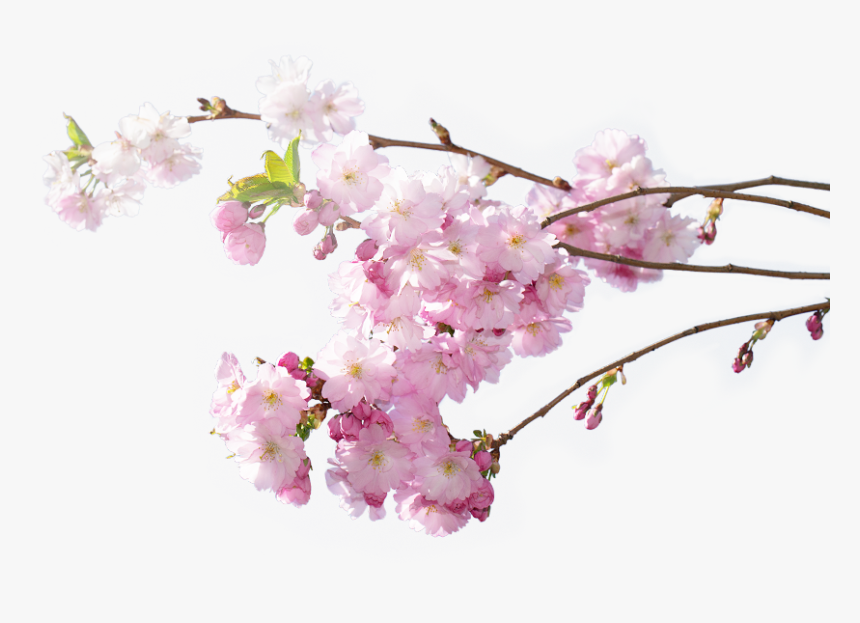 Cherry Blossom, HD Png Download