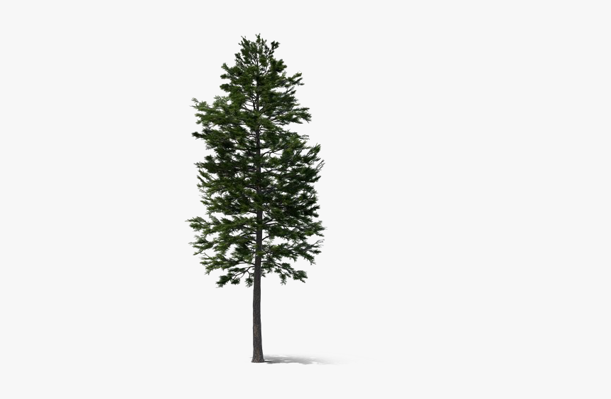 Pine, HD Png Download