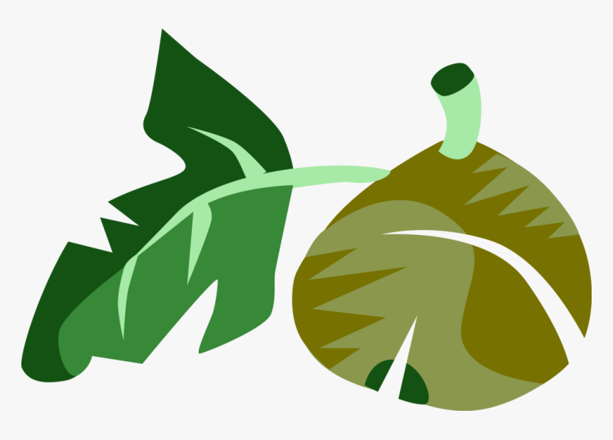 Vector Illustration Of Common Fig Fruit With Leaf, HD Png Download