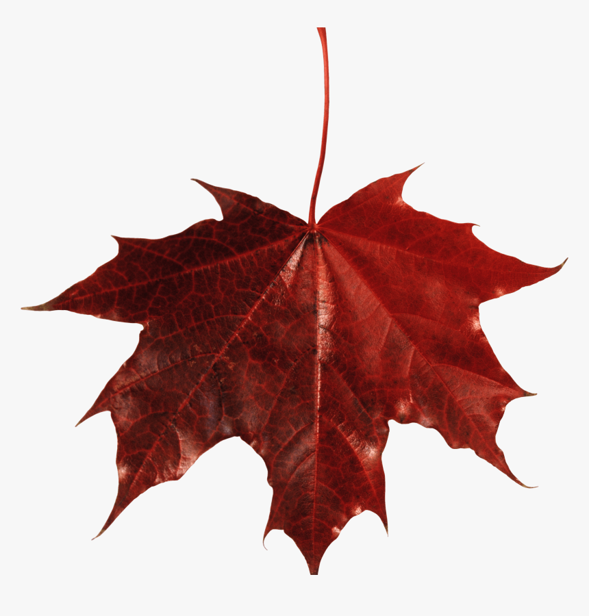 Maple Leaf Canada Clip Arts - Transparent Background Fall Leaf, HD Png Download
