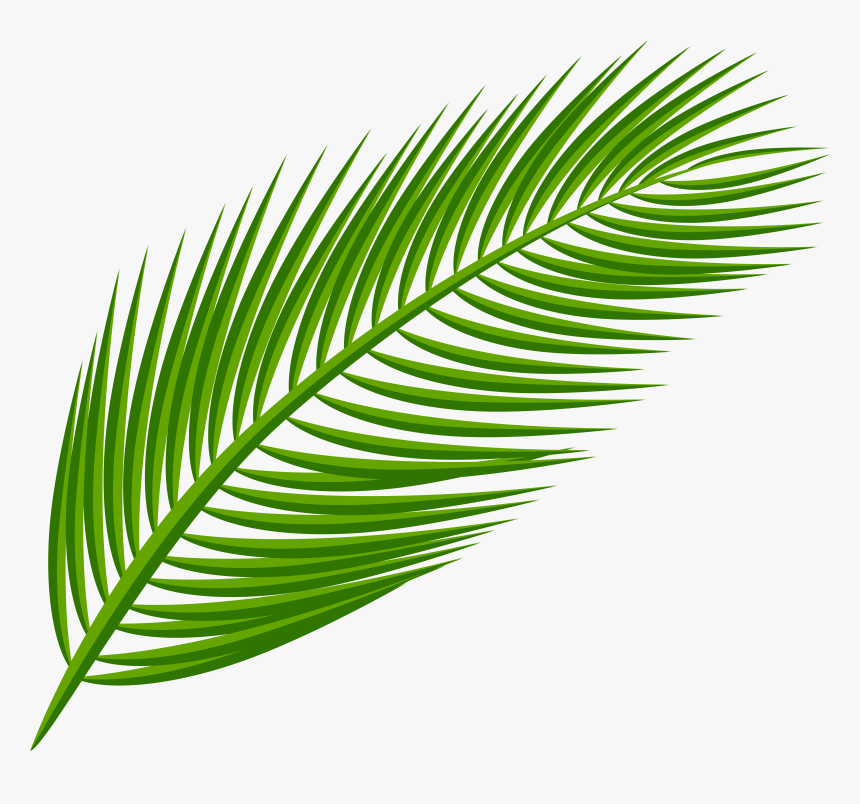 Palm Leaf Picture, HD Png Download