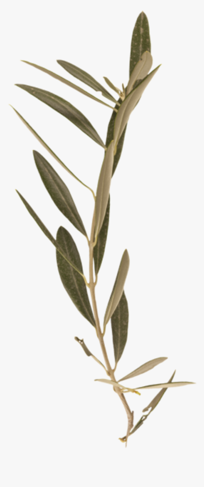 Transparent Laurel Branch Png - Twig, Png Download