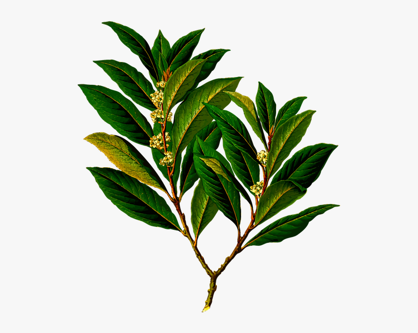 Bay Branch Edible Evergreen Food Herb Herbal - Laurel Bay Leaves, HD Png Download