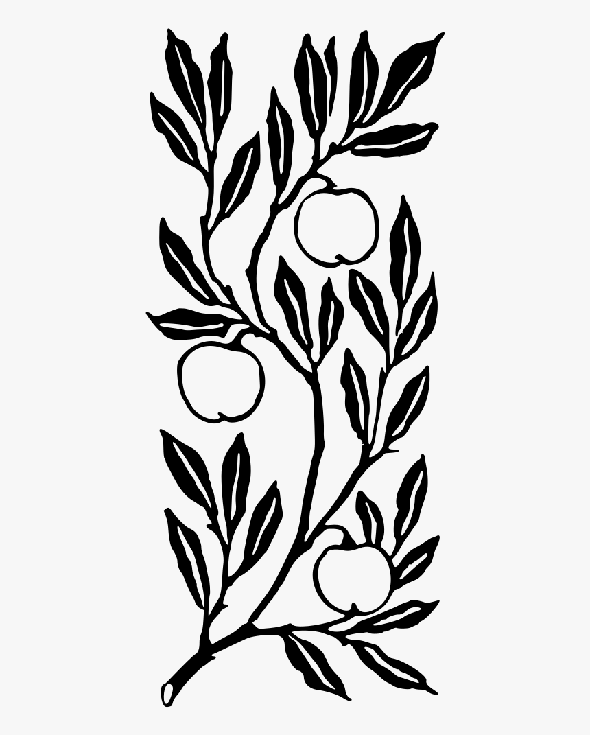 Fruit On A Branch, HD Png Download