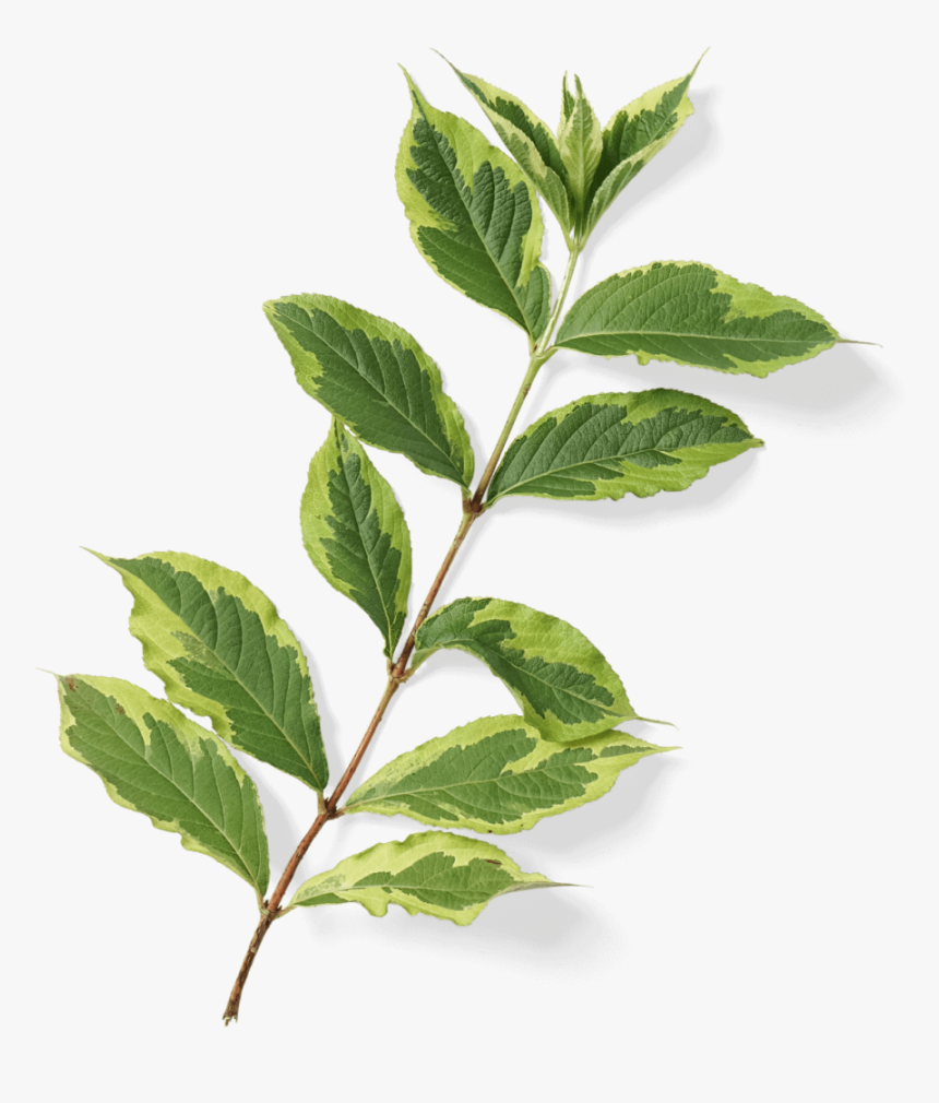 Bay Laurel, HD Png Download