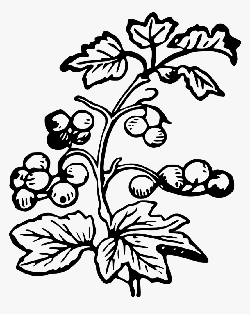 Branch And Berries - Berries Black And White, HD Png Download