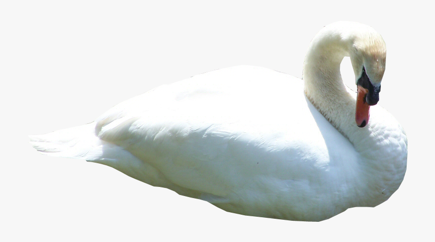 Swan Transparent Gif, HD Png Download