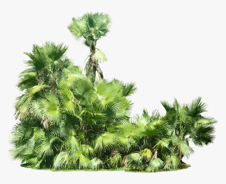 Tropical Plants Transparent Background, HD Png Download