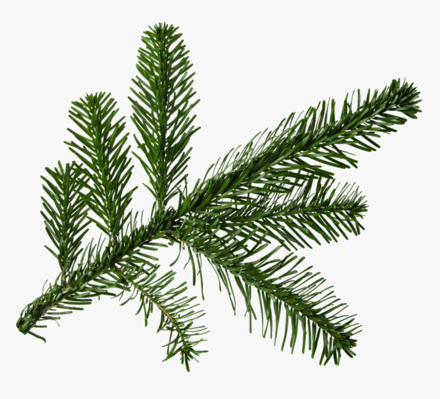 Png For Free - Pine Tree Branch Png, Transparent Png