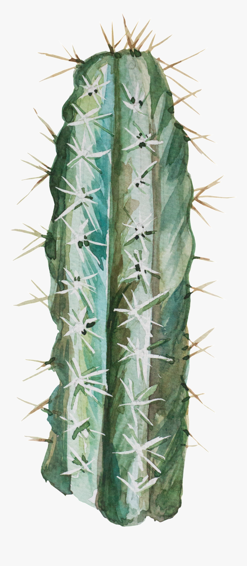 Transparent Desert Bushes Png - San Pedro Cactus, Png Download
