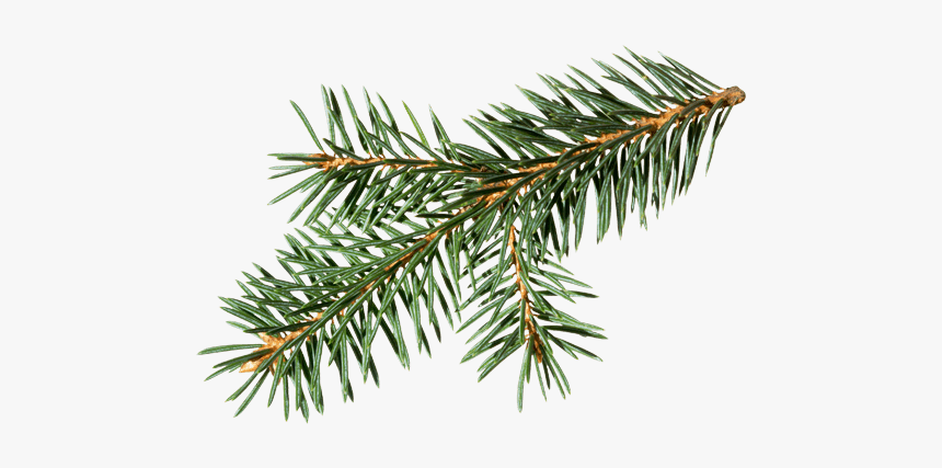 Douglas Fir Branch - Douglas Fir Branch Png, Transparent Png