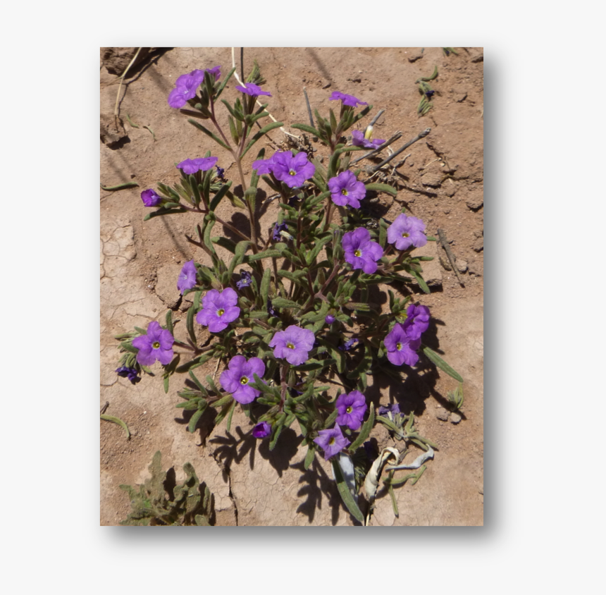 Lilac Hibiscus, HD Png Download