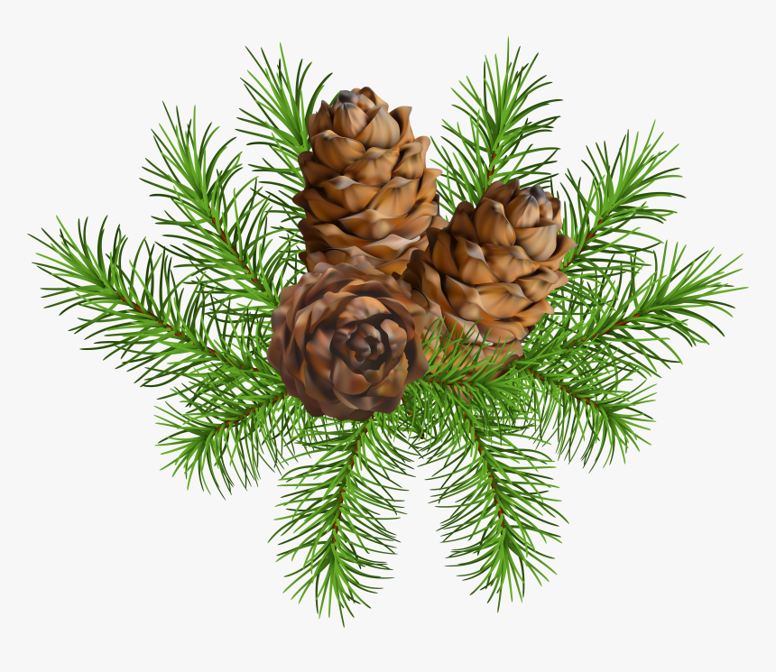 Conifer Cone Clip Art, HD Png Download