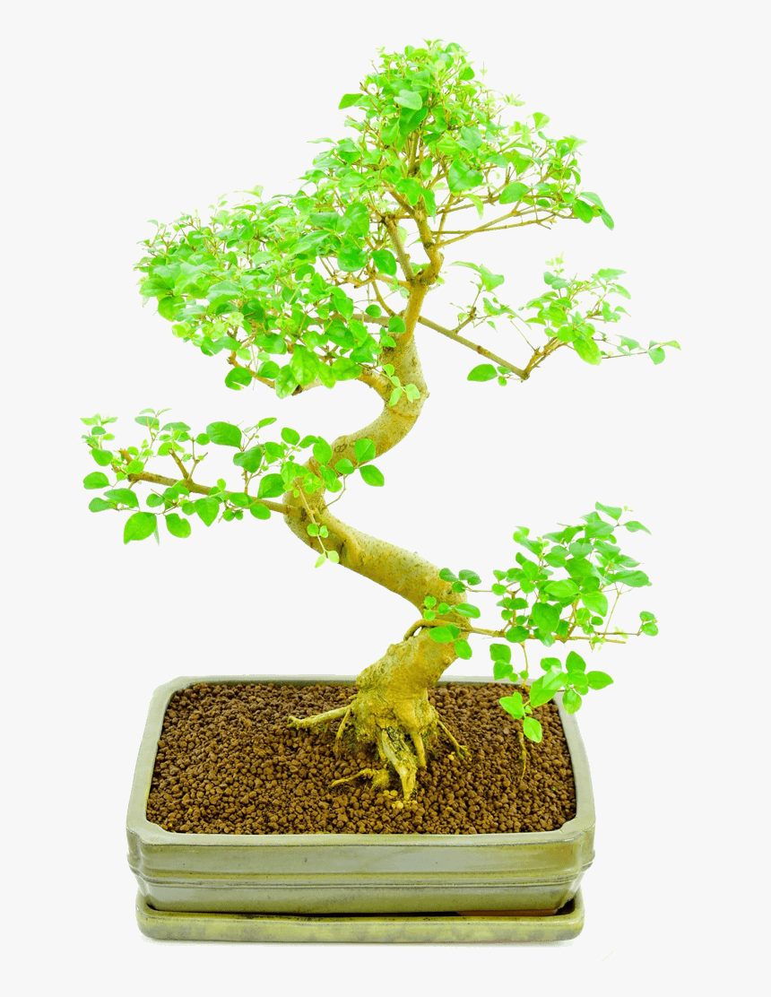 Bonsai Plants Online - Sageretia Theezans, HD Png Download