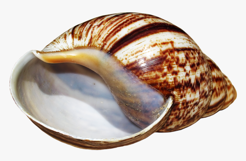 Shell, Snail, Achatina Fulica, Casing, Snail Shell - Caracoles Png, Transparent Png