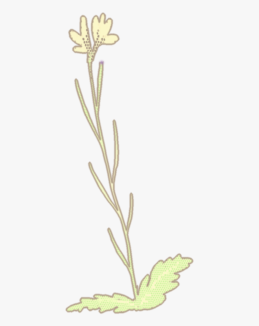 Pond Pine, HD Png Download