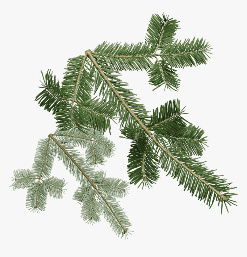 Transparent Douglas Fir Clipart - Silver Fir, HD Png Download