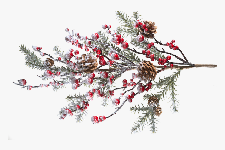 Branch With Frosted Red Berries And Pine Cones - Red Berries Branch Png, Transparent Png