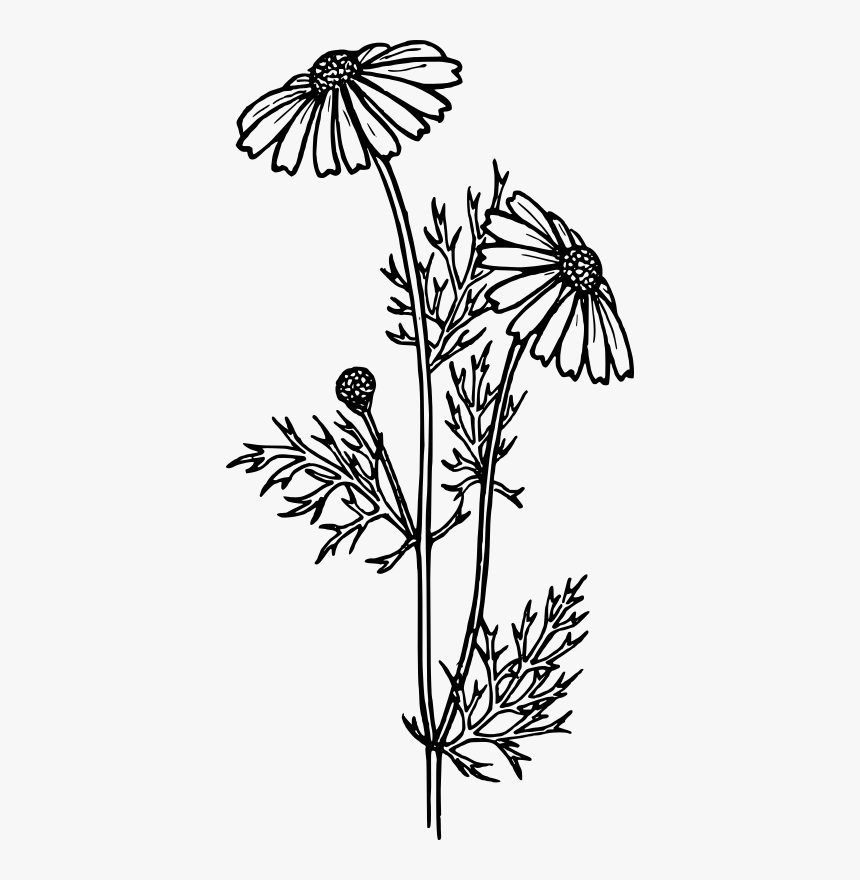 Perennials Black And White, HD Png Download
