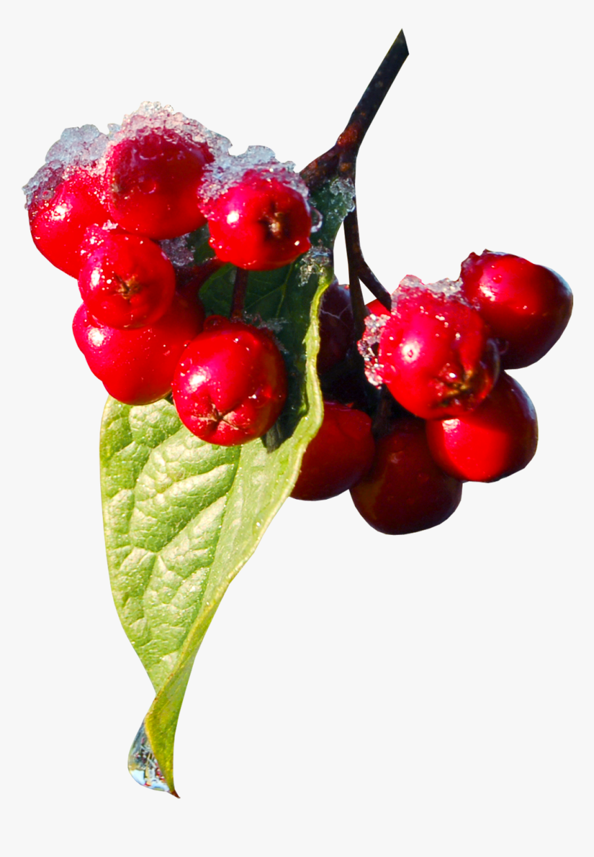 Machine Embroidery, Machine Embroidery Designs, In - Red Christmas Berries Png, Transparent Png