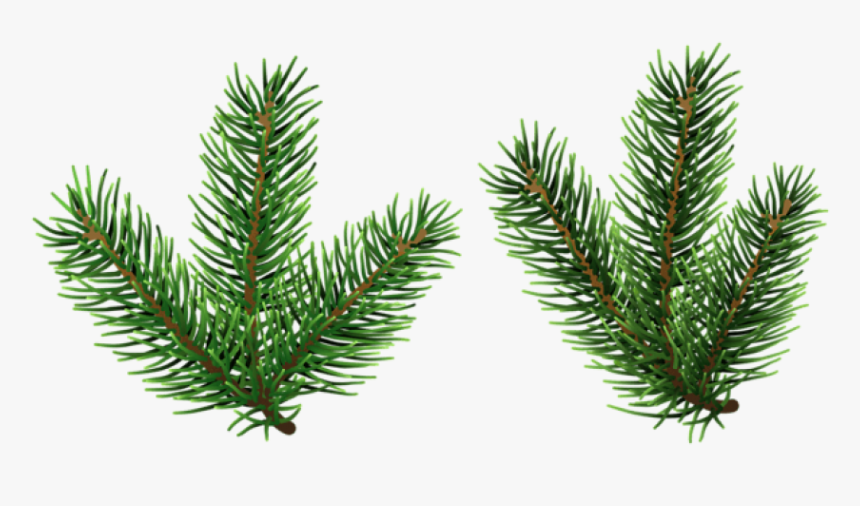 Pine Png Free Images - Pine Tree Branch Clipart, Transparent Png