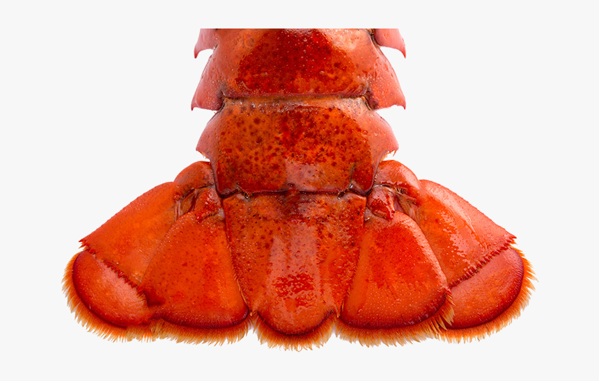 Lobster Tail Png, Transparent Png