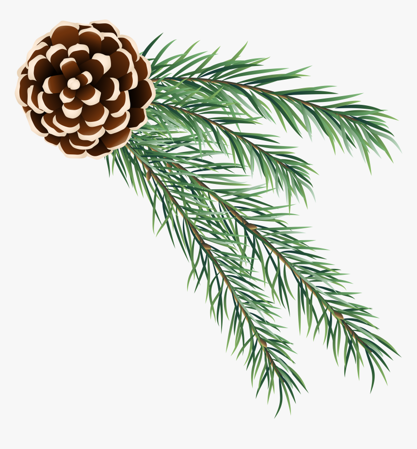 Transparent Cones Clipart - Pinecone And Branch Clipart, HD Png Download