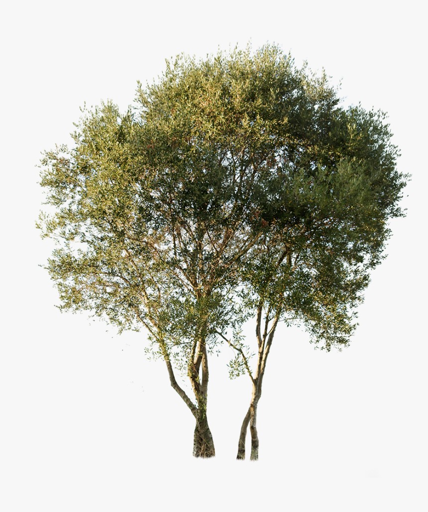 Olea Europaea Png, Transparent Png