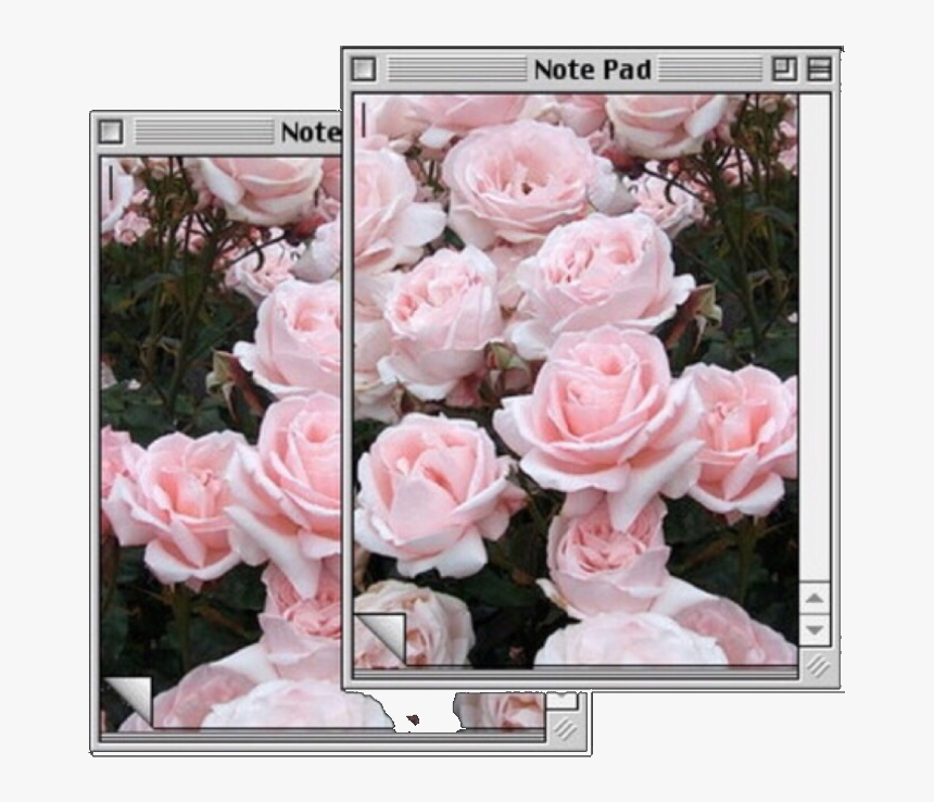 #computer #pink #flowers #pinkaesthetic #aesthetic - Hybrid Tea Rose, HD Png Download