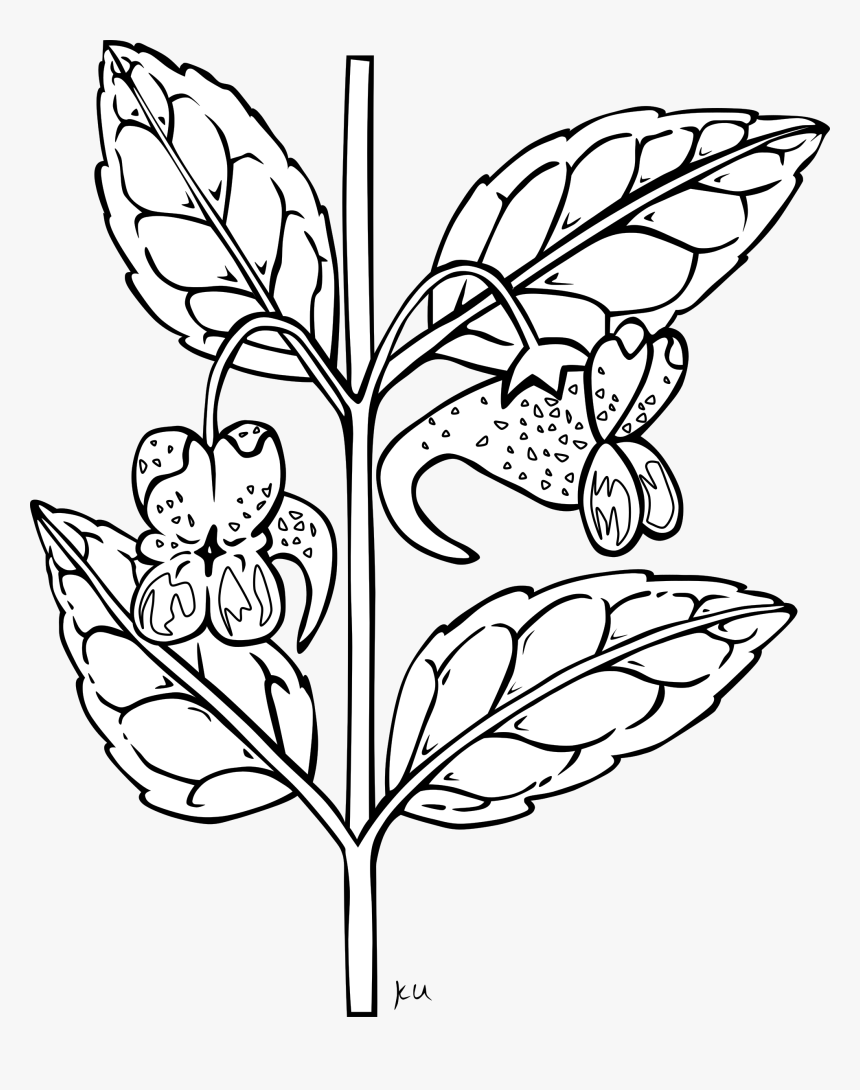 Flower Plant Stem Download Free Plant Clipart Black And White, HD Png