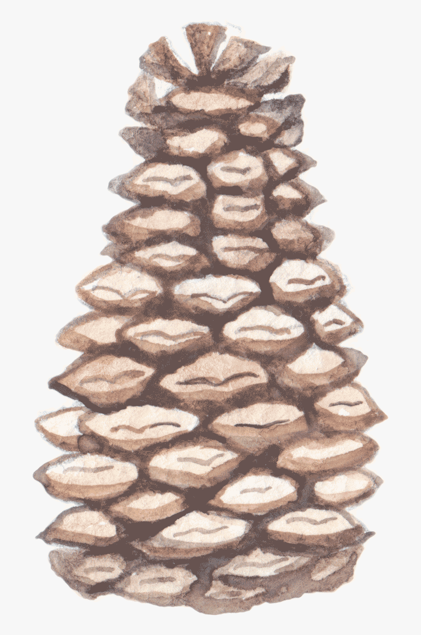 Pond Pine, HD Png Download