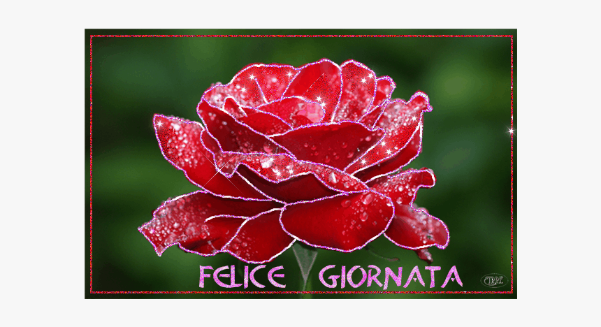 Garden Roses, HD Png Download